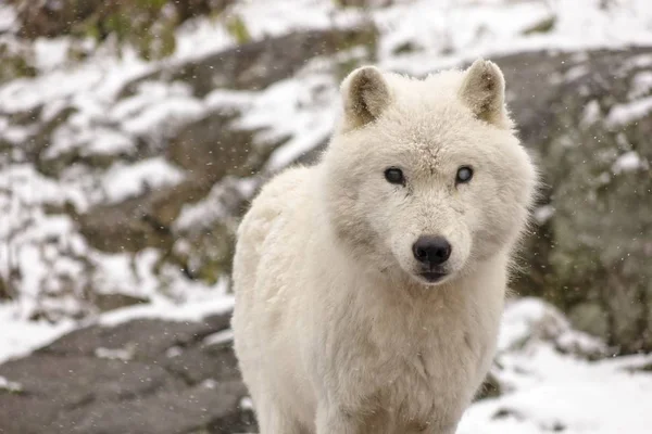 Kutup kurtları kış ortamında