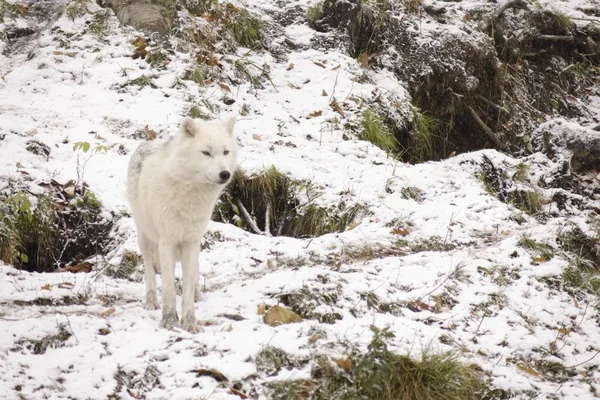 Arctic Wolves in a winter environment
