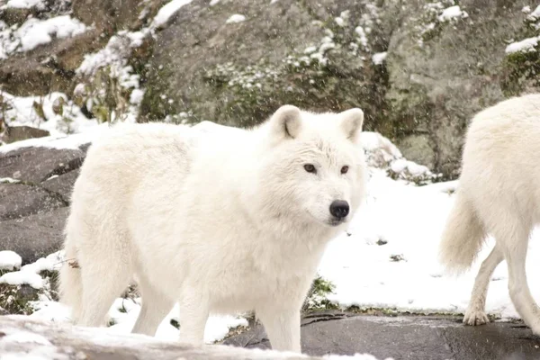 Lobos Árticos Ambiente Invernal — Foto de Stock