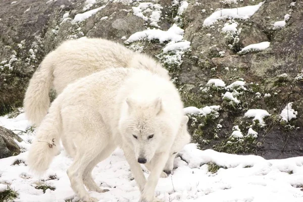 Arctic Wolves in a winter environment