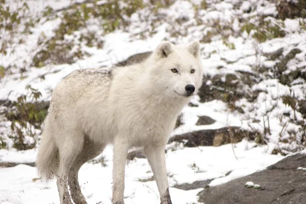 Lobos Árticos Uma Cena Inverno — Fotografia de Stock
