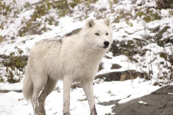 Arctic Wolves in a winter scene