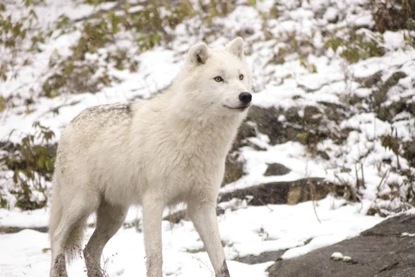 Lobos Árticos Una Escena Invernal — Foto de Stock
