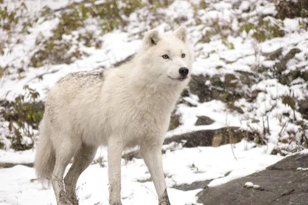 Kutup kurtları kış sahne
