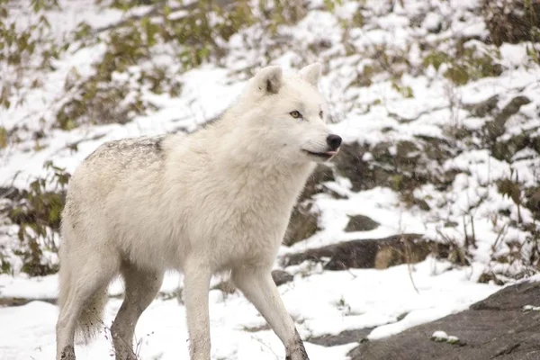 Lobos Árticos Uma Cena Inverno — Fotografia de Stock