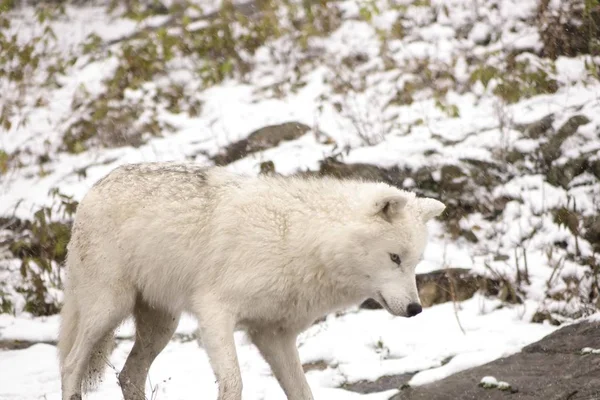 Lupi Artici Una Scena Invernale — Foto Stock