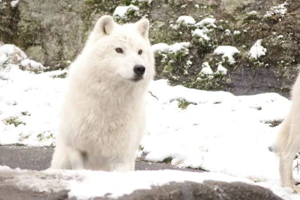 Arctic Wolves Winter Scene — Stock Photo, Image