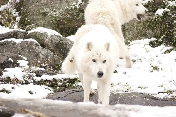 Arctic Wolves in a winter scene