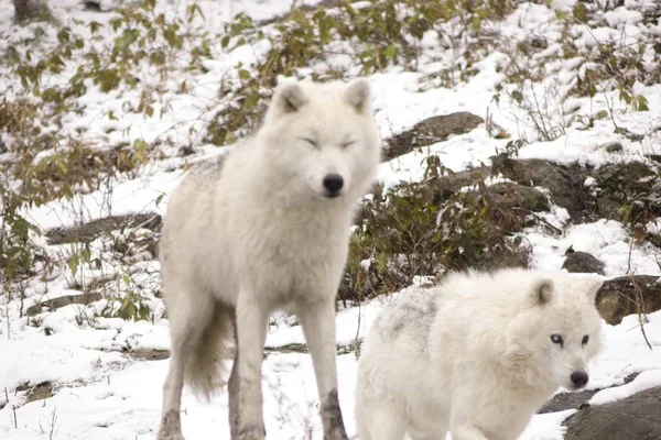 Lobos Árticos Una Escena Invernal — Foto de Stock