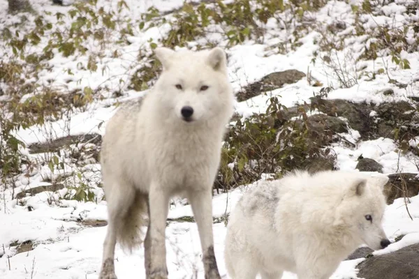 Lobos Árticos Una Escena Invernal — Foto de Stock