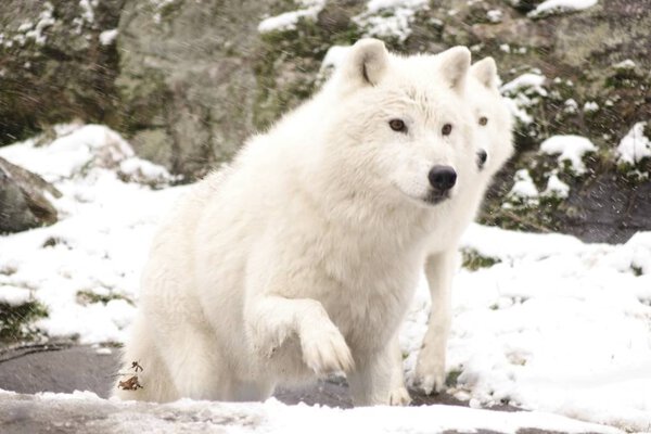 Arctic Wolves in a winter scene