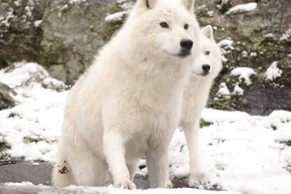 Arctic Wolves Winter Scene — Stock Photo, Image