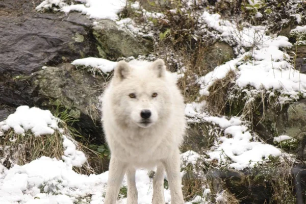 Lupi Artici Una Scena Invernale — Foto Stock