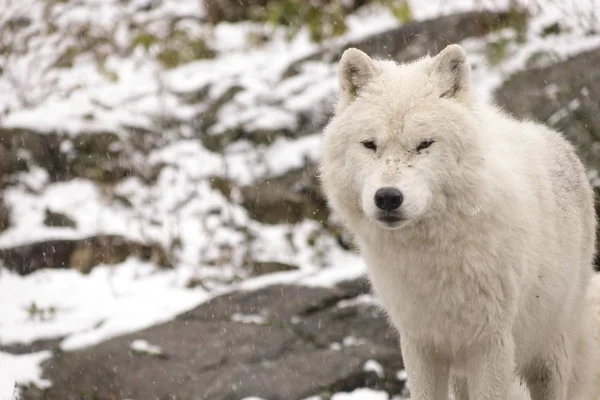 Sarkvidéki Farkasok Téli Táj — Stock Fotó