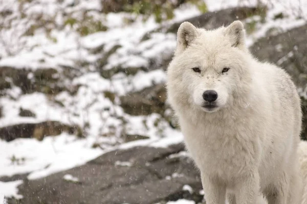 Arctic Wolves in a winter scene