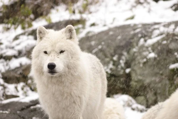 Arctic Wolves in a winter scene