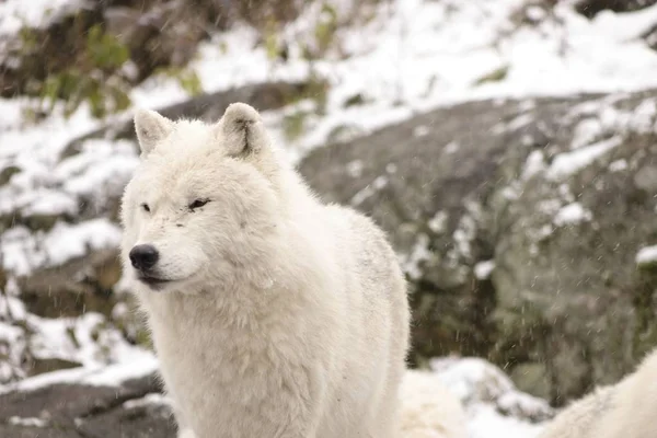 Lupi Artici Una Scena Invernale — Foto Stock