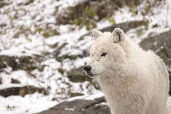 Lupi Artici Una Scena Invernale — Foto Stock