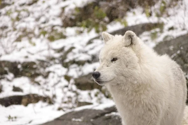 Lupi Artici Una Scena Invernale — Foto Stock