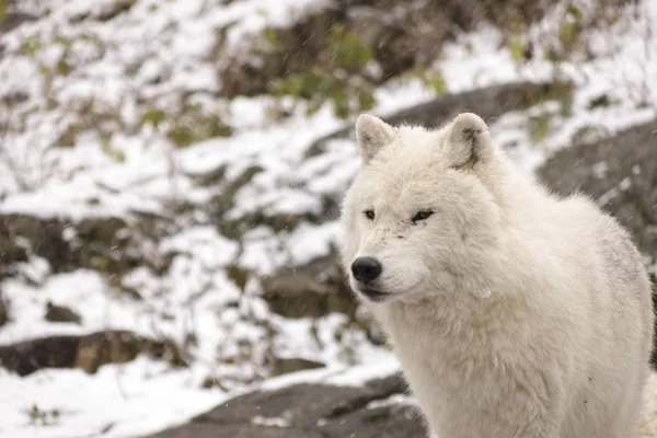 Lupi Artici Una Scena Invernale — Foto Stock