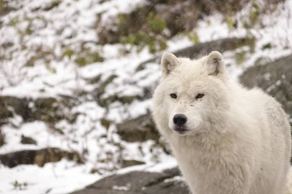 Arctic Wolves in a winter scene