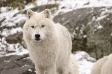 Kutup kurtları kış sahne