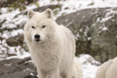 Kutup kurtları kış sahne