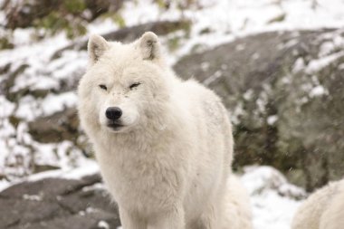 Kutup kurtları kış sahne