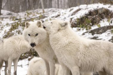 Kutup kurtları kış sahne