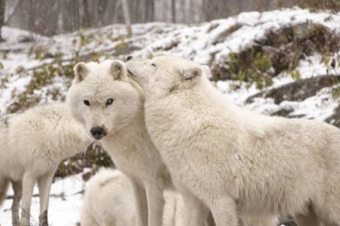 Kutup kurtları kış sahne
