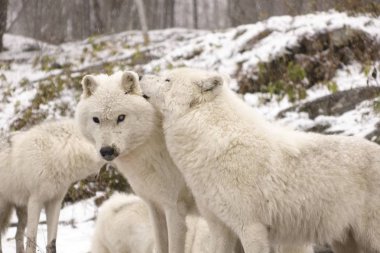 Kutup kurtları kış sahne