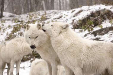 Kutup kurtları kış sahne