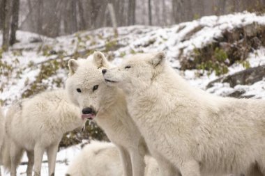 Kutup kurtları kış sahne