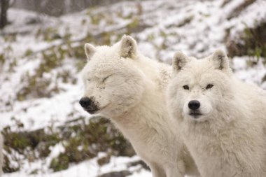 Kutup kurtları kış sahne