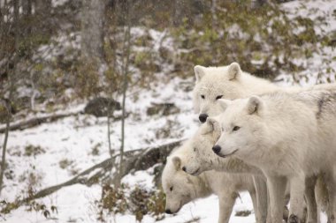 Kutup kurtları kış sahne