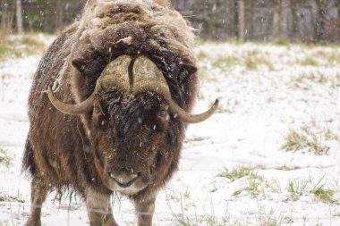 Bir kış kar fırtınası büyük bir misk Ox