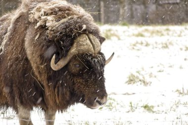 Bir kış kar fırtınası büyük bir misk Ox