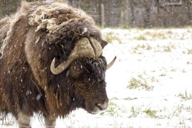 Bir kış kar fırtınası büyük bir misk Ox