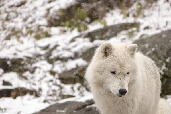 Arctic Wolves Talvikohtauksessa — kuvapankkivalokuva
