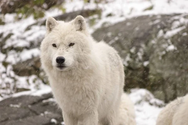 Lobos Árticos Uma Cena Inverno — Fotografia de Stock