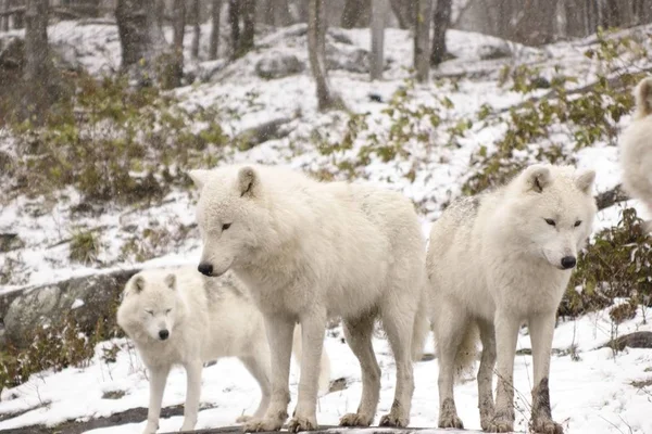 Loups Arctiques Dans Une Scène Hivernale — Photo