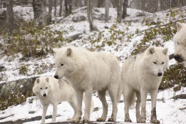 Arctic Wolven Een Winters Tafereel — Stockfoto