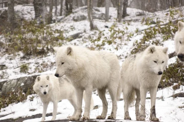 北极狼在冬季的场景 — 图库照片