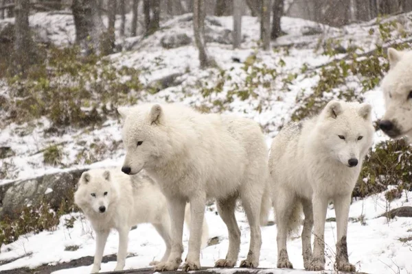 Lobos Árticos Uma Cena Inverno — Fotografia de Stock