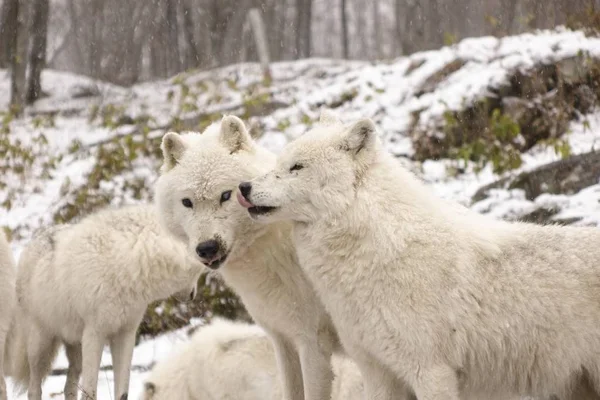 Lobos Árticos Una Escena Invernal — Foto de Stock