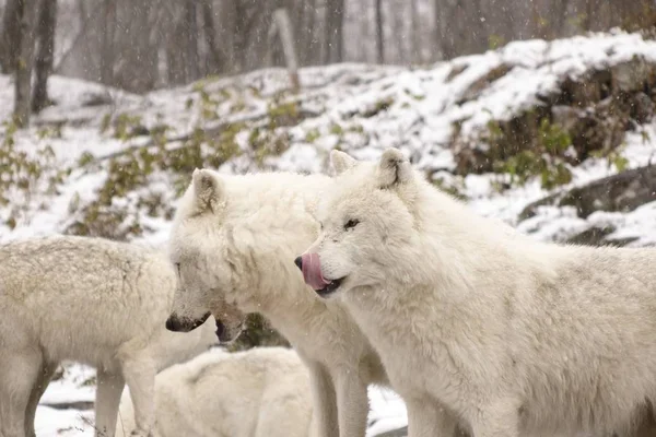 Lobos Árticos Una Escena Invernal — Foto de Stock