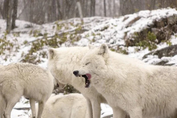 Arctic Wolven Een Winters Tafereel — Stockfoto