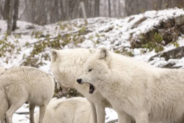 Arctic Wolven Een Winters Tafereel — Stockfoto