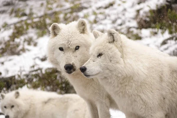 Arctic Wolves in a winter scene