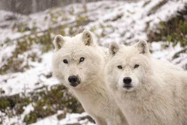 Loups Arctiques Dans Environnement Hivernal — Photo